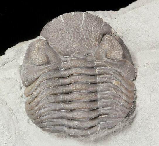 Wide Eldredgeops Trilobite In Shale - Ohio #46596